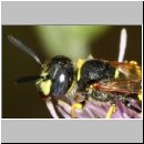 Philanthus triangulum - Bienenwolf m31d Sandgrube Niedringhaussee.jpg